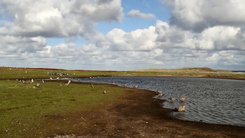 Landscape Falkland Island