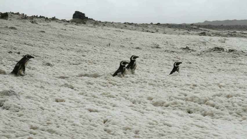 Gentoo penguins in stormy condition