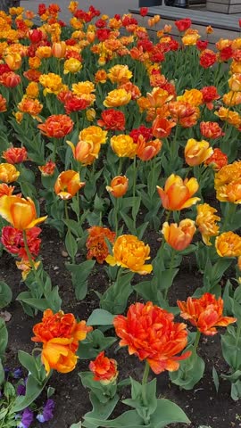 Tulip garden with vibrant orange and yellow flowers blooming in spring season video