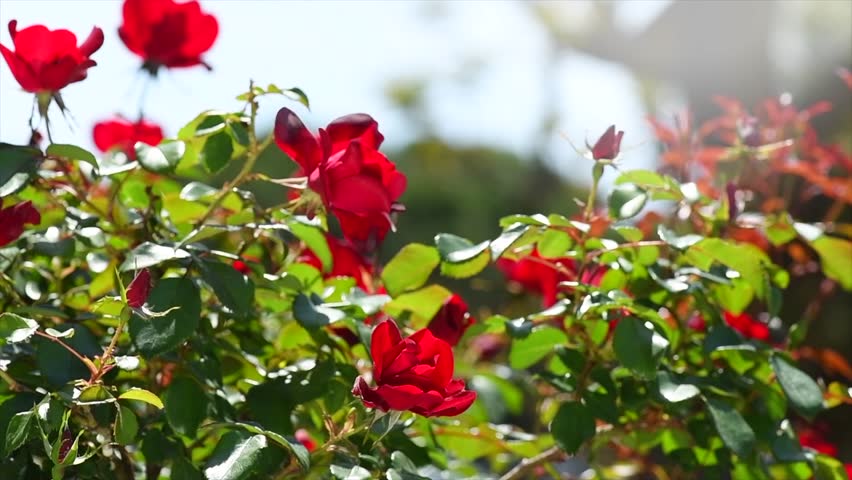 Red roses blooming in a garden, close up. Gardening, landscape design. Rose flowers macro shot background. Summer Park, flower bed. Slow motion. 