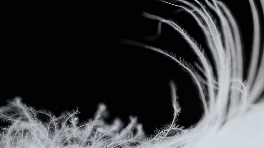 White swan feather softly moving from air. Pure soft texture of bird plumage