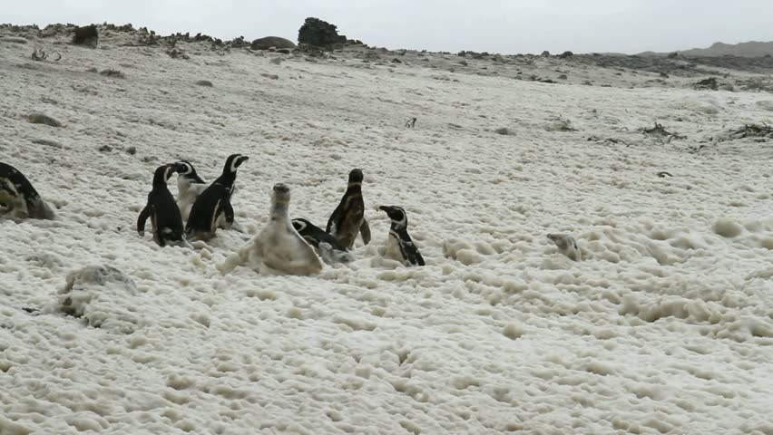 Gentoo Penguins walking in foam