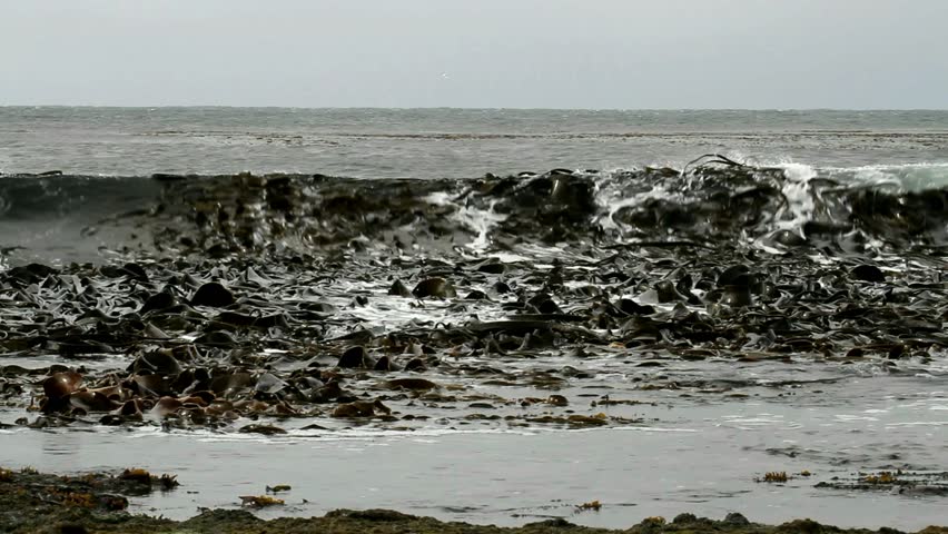 Waves and kelp plant on Falkland Island