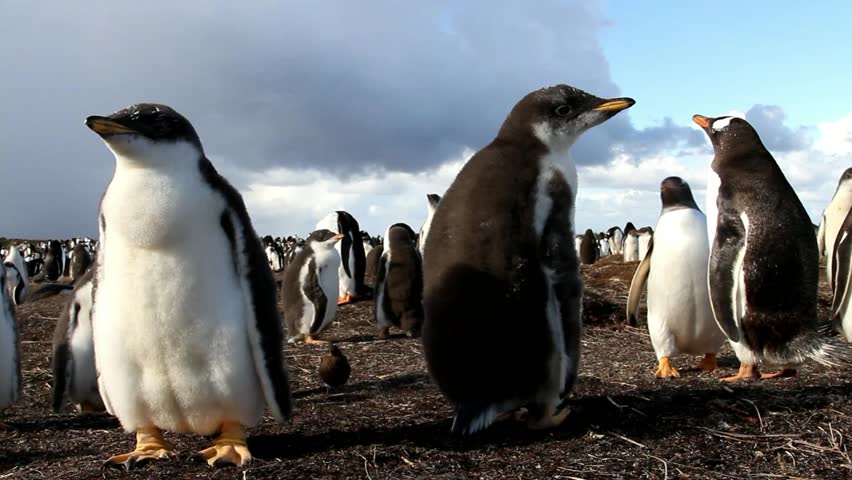 young curios Gentoo penguins