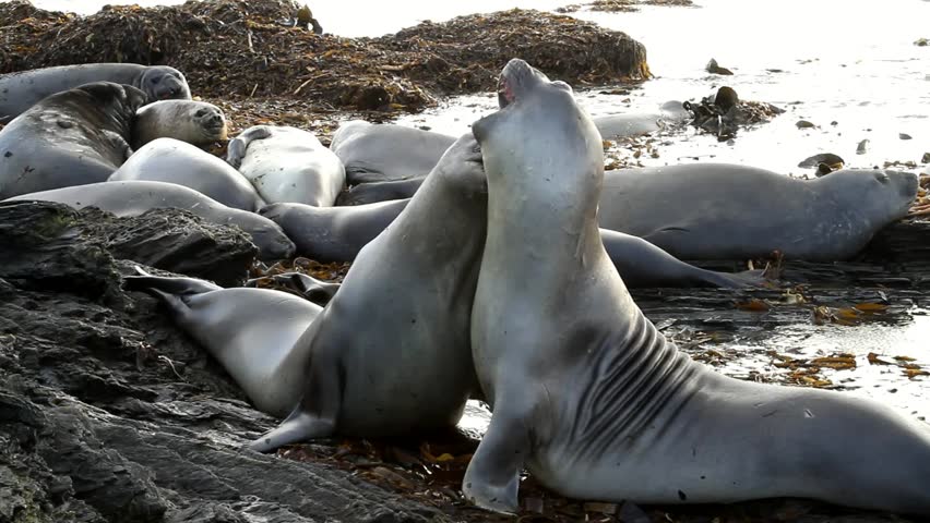 Young sea lions fighting