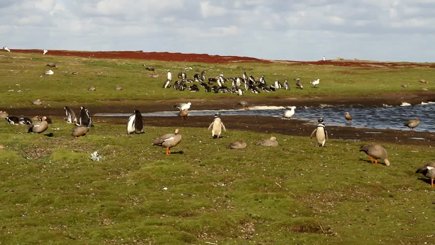 Beautiful Landscape on Falkland Island
