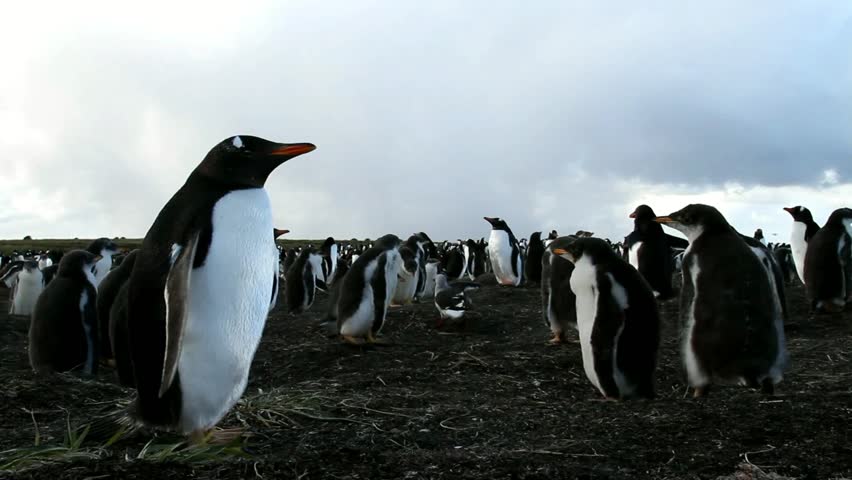 Gentoo penguin colony