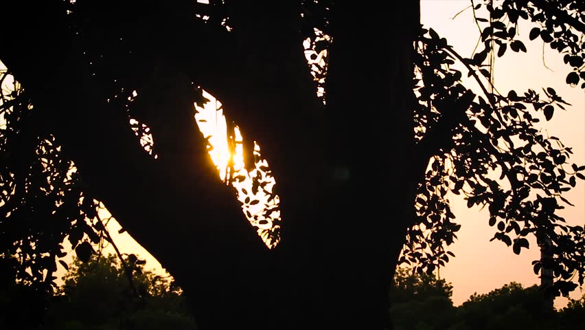 Golden sun through the tree branches, behind tree