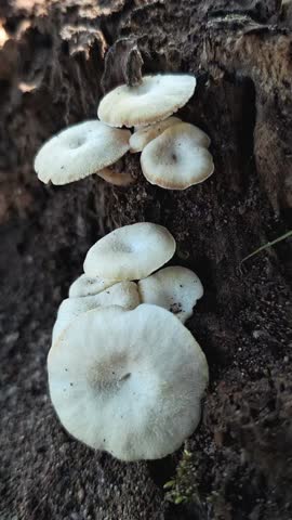Two clusters of white mushrooms on decaying wood. Perfect for nature, gardening, mycology, forest, organic, fungi concepts.
