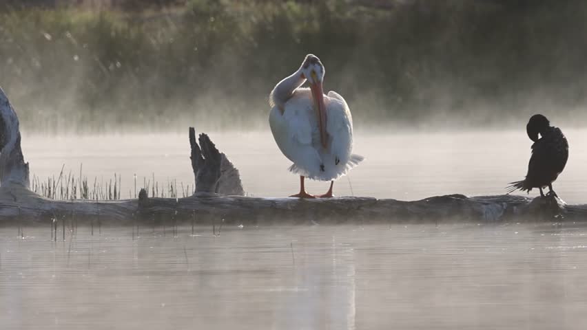 Slow-motion footage of an American white pelican preening on a log beside a double-crested cormorant at Antelope Lake, Plumas County, California during golden hour mist.