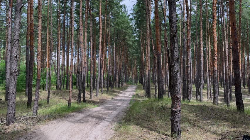 Scenic summer pine forest with sandy car track under stormy sky. Wind sways treetops, sunlight glows on trunks. Perfect for nature, travel, tension or cinematic projects