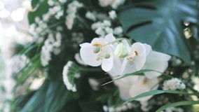 Close-up of elegant white orchids arranged for wedding, sophistication of luxury events - Powered by Shutterstock - Get 15% off with code: PIKWIZARD15