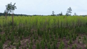 Reforestation landscape in Rucava with pine saplings, dense birch line beyond - Powered by Shutterstock - Get 15% off with code: PIKWIZARD15