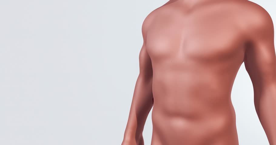 Fat Reduction and Abdominal Muscle Visualization in Human Body Model – 3D Rendering