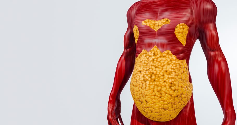 Fat Reduction and Abdominal Muscle Visualization in Human Body Model – 3D Rendering