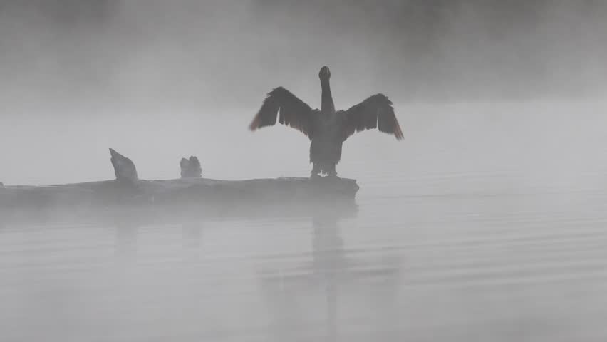 Slow motion of a double-crested cormorant (Nannopterum auritum) drying its wings on a foggy morning atop a driftwood log at Antelope Lake in Plumas County California.