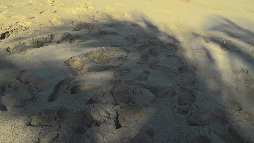 Footprints in the sand under shade from a palm tree on a sunny beach.