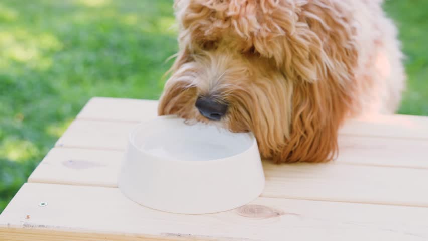 Brown curly-haired dog drinks water from an outdoor bowl