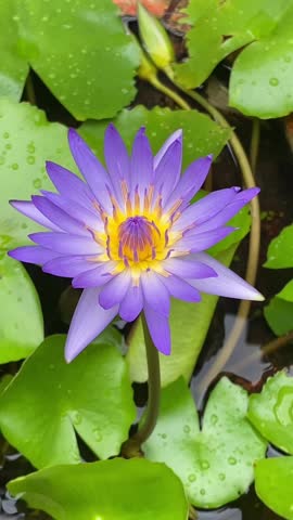 The Exquisite Beauty of a Purple Water Lily at Sunrise 