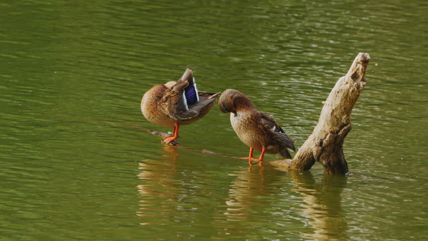 Two female mallard ducks stand on a submerged log in a calm green pond, preening and stretching. High quality 4k footage