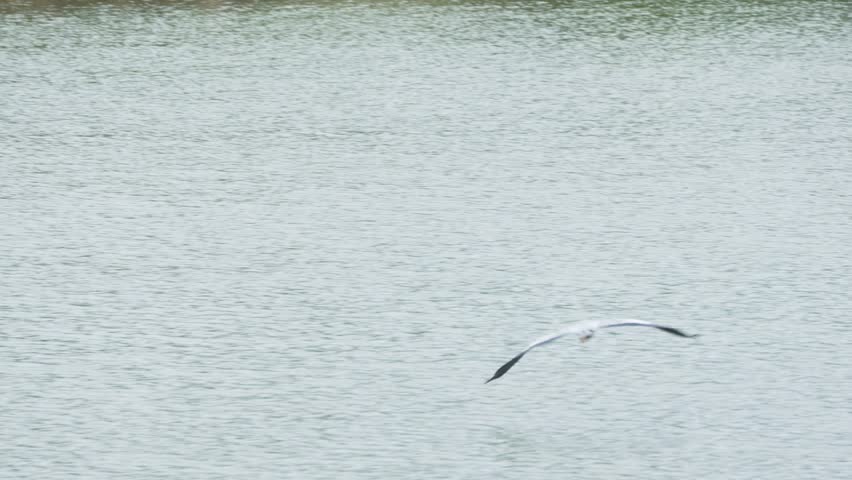 A grey heron flies low above the lake, wings wide open. The soft ripples of the water highlight its graceful flight.