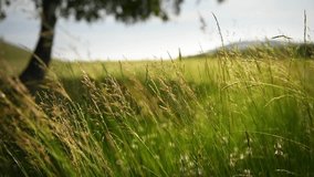 Green grass and trees in a forest meadow at sunny day. Leaves and grass swaying in the light wind. Beautiful summer landscape
 - Powered by Shutterstock - Get 15% off with code: PIKWIZARD15