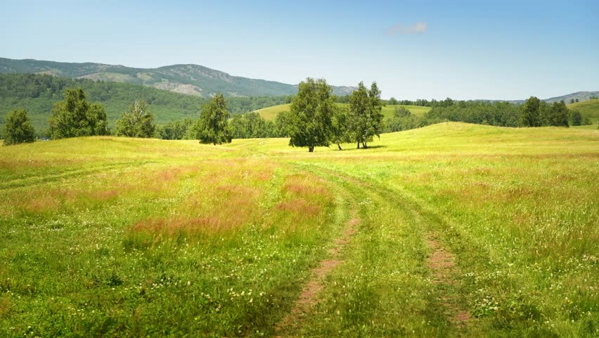 Green grass and trees in the mountains at sunny day. Country road in the field. Leaves and grass swaying in the wind. Beautiful summer landscape
