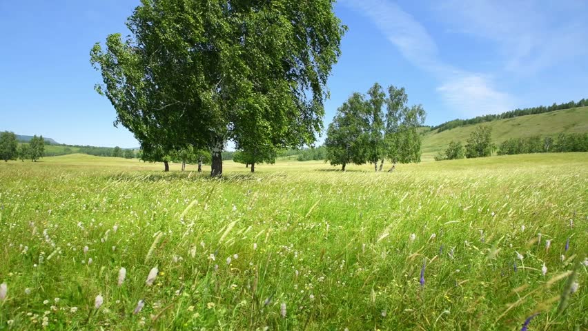 Green grass and trees in a forest meadow at sunny day. Green hills and the blue sky in the background. Beautiful summer landscape
