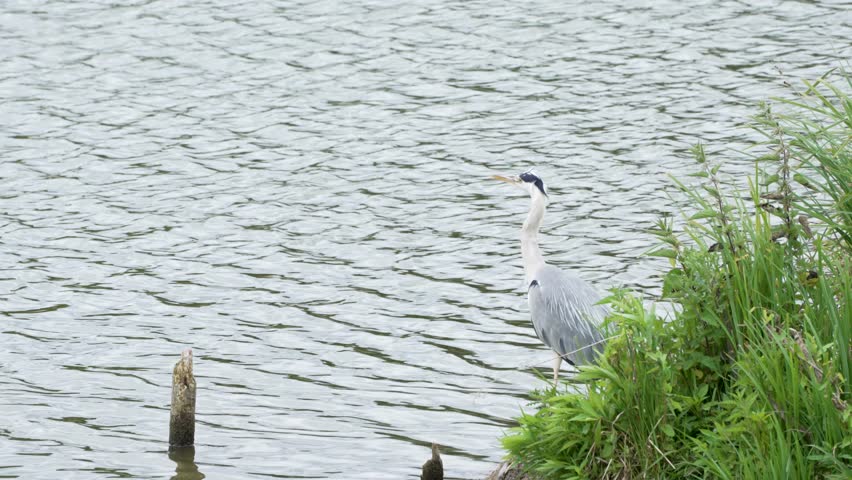 A grey heron stands motionless at the water s edge, scanning for prey. The calm lake provides a peaceful backdrop.