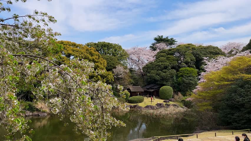 Serene spring scene in Shinjuku Gyoen National Garden, Tokyo. Cherry blossoms frame a picturesque pond and traditional Japanese houses. Perfect for travel or nature themes.