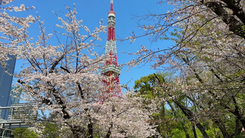 Tokyo Tower viewed through blooming cherry blossoms in spring. Iconic landmark framed by delicate pink and white flowers. A stunning scene of Japanese nature.