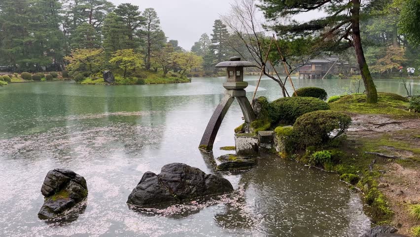 Serene rain falls on Kenrokuen Garden in Kanazawa, Japan. Cherry blossom petals float on the pond's surface, creating a picturesque scene of tranquility and natural beauty.
