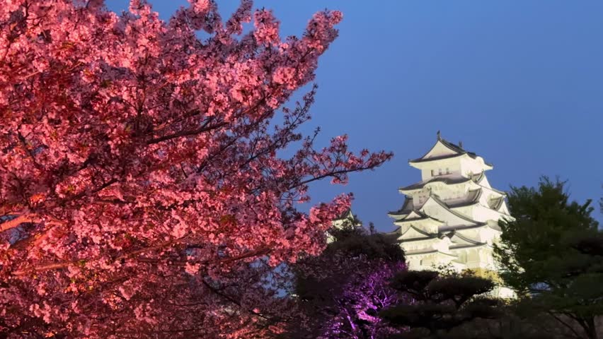 Majestic Himeji Castle in Japan, illuminated at night, partially obscured by the vibrant pink blossoms of cherry trees in full bloom. A breathtaking scene of nature and architecture.