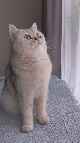 Funny of a white british cat, with big eyes, sits on knitting blanket in daylight