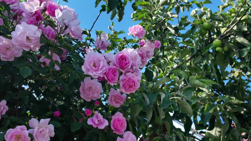 The wind sways the bush of luxurious white- pink roses and branches of apple-tree, illuminated by the rays of the sun against the background of a blue sky