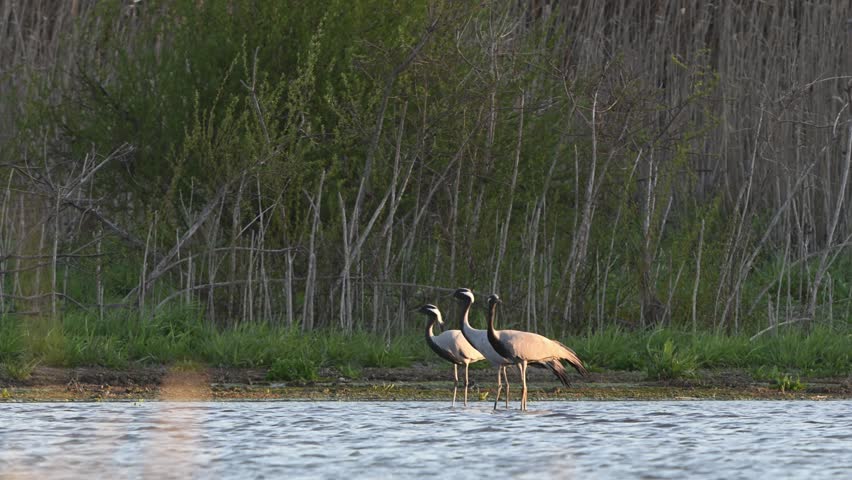 A group of Demoiselle Cranes Anthropoides virgo drinks water gracefully at the edge of a river. slow motion.