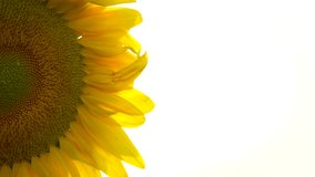 Sunflower half in natural sunset light with white copy space - Powered by Shutterstock - Get 15% off with code: PIKWIZARD15