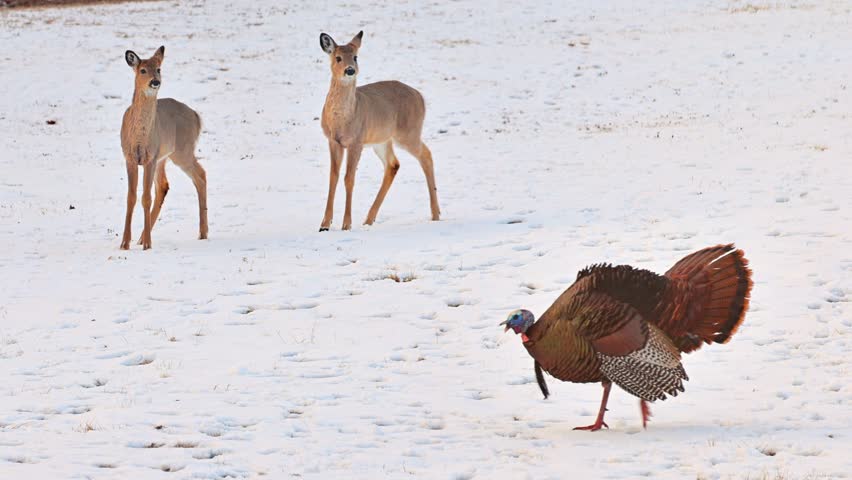 Two deer watch a Wild Turkey walking past in the snow.
