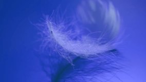 Feather on blue background, soft monochrome colors feather texture, with reflection, close up. One Bird feather rotating, macro shot. Softness concept. Slow motion.  - Powered by Shutterstock - Get 15% off with code: PIKWIZARD15