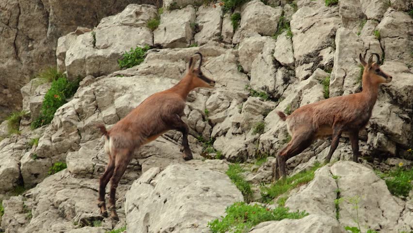 Wild mountain goats jump in majestic agility, slow motion from 60 fps. Durmitor National Park, Montenegro, Dinaric Alps