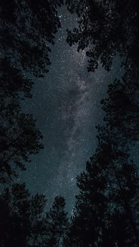 Time-lapse. Milky way in the starry sky in the night forest 