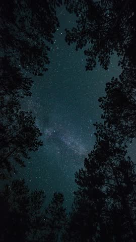 Time-lapse. Milky way in the starry sky in the night forest 