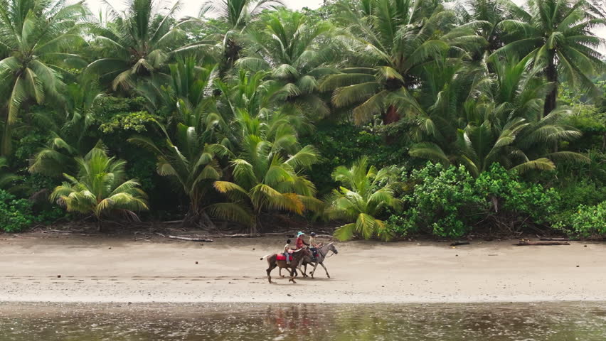 A group of enthusiastic riders joyfully enjoys horseback riding on the sandy beach, which is surrounded by lush, vibrant palm trees, in the beautiful and picturesque landscape of Costa Rica