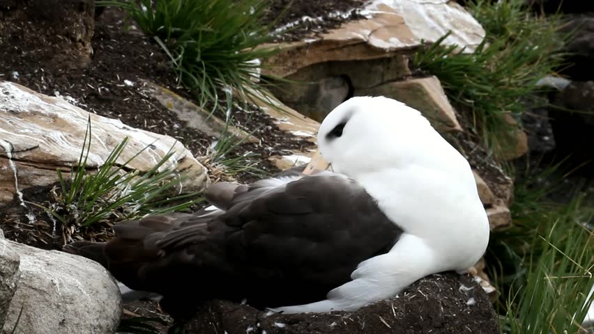Black-browed Albatross is cleaning his feathers