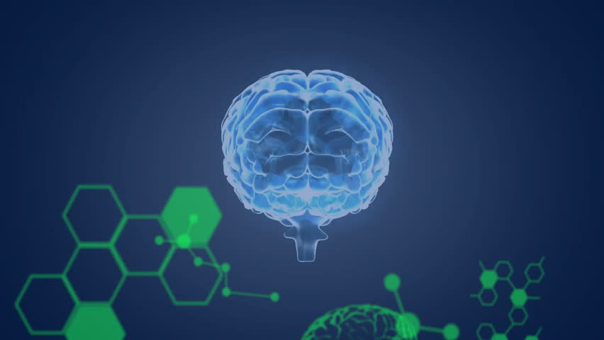 On green code fade-in, 3D holographic brain rotating, revealing structures for display. Hologram, neural, visualization, digital, virtual, futuristic, data
