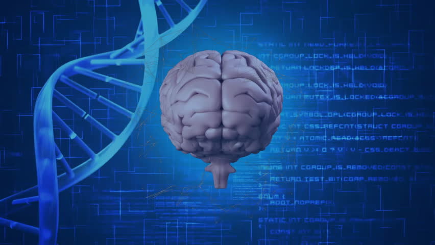 Upon startup, 3D brain model rotating slowly to visualize data analysis with DNA helix and code. Neuroscience, genetics, digital, innovation, research, biotech, technology - Powered by Shutterstock - Get 15% off with code: PIKWIZARD15
