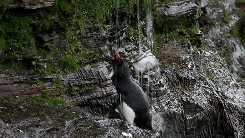 Rockhopper penguin taking a shower