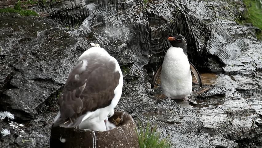 Rockhopper penguin taking a shower, albatross is nesting