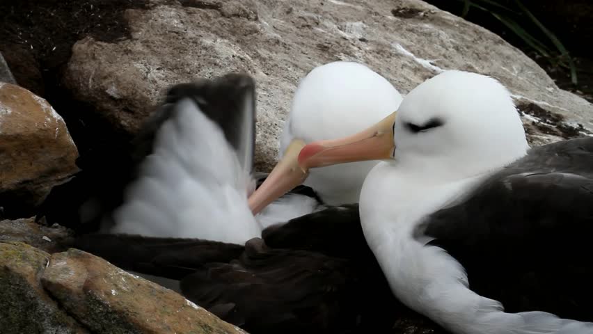 Black-browed Albatross couple 