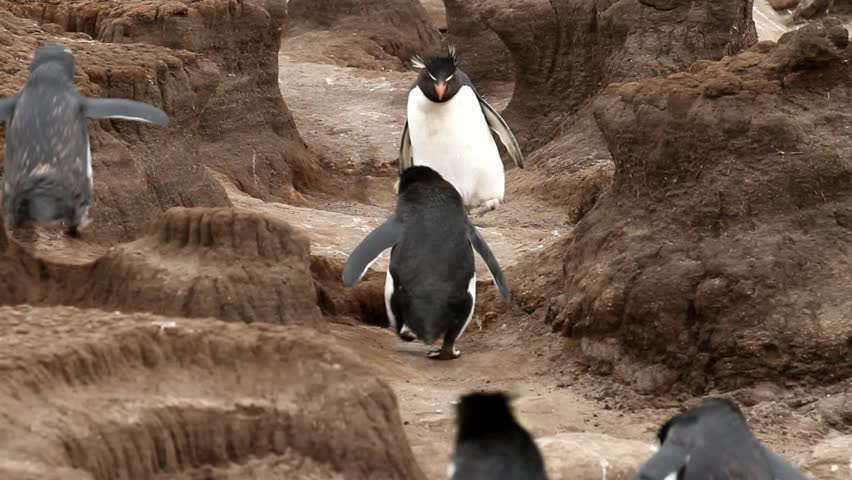 Rockhopper penguins run uphill